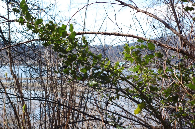 A Winter Day in Port Moody, BC