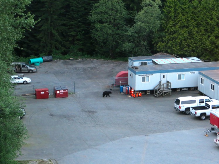 Bear sighting at Port Moody Fire Department on May 7, 2013.