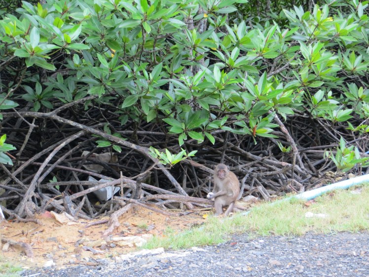 I saw my very wild monkey as we travelled from the pier to our hotel on Phuket Island.